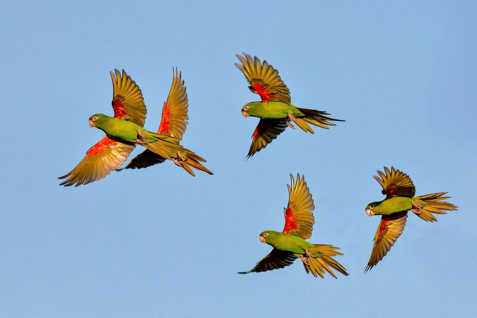 image Cuban Parakeet